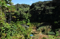 Agriculture in the tropical forest
