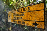 Jungle walk No.5 - Cemeron Highlands