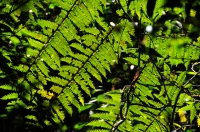 Ferns in Cameron Highlands