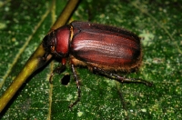Undetermined member of Scarabaeidae - Cameron Highlands 