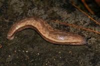 Undetermined member of Gastropoda - Cameron Highlands 