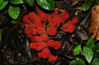 Fungi - Cameron Highlands
