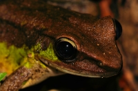 Poisonus Rock Frog - Tanah Rata