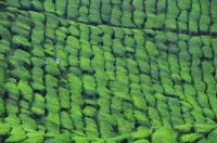 Čajová plantáž/Tea plantation in Cameron Highlands