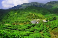 Čajové plantáže v Cameronské vysočině/Tea plantations in Cameron Highlands