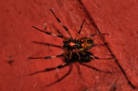 Nephilid spider - Tanah Rata