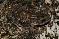 Duttaphrynus melanostictus
