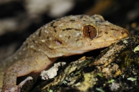 Gekko monarchus