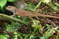 Oriental garden lizard - Jerantut
