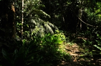Nížinný les - Taman Negara