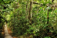Nížinný les - Taman Negara