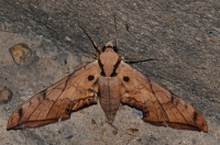 Tropical Hawk moth Ambulyx cf. pryeri - Taman Negara