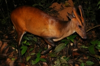 Muntiacus muntjak/Common Muntjac - Taman Negara