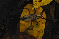 Undetermined member of Heteroptera (water scorpion) - Taman Negara 