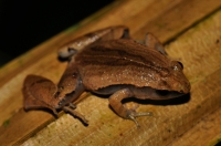 Microhyla heymonsi, Dark-sided Chorus Frog - Taman Negara