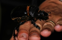 Undetermined member of Scarabaeidae - Taman Negara