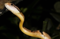 Bojga Boiga cynodon, Dog-toothed cat snake - Taman Negara