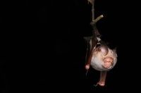 Netopýr Hipposideros larvatus - Taman Negara