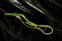 Ahaetulla prasina, Oriental whipsnake - Taman Negara
