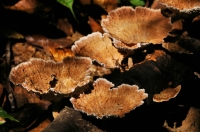 Fungi in Taman Negara