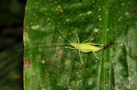 Undetermined member of Orthoptera in Taman Negara