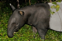 Malayan tapir - Taman Negara