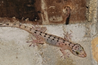 Gekko monarchus - Kuala Tahan