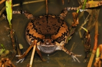 Kaloula pulchra