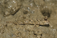 Periophthalmodon schlosseri - Kuala Selangor