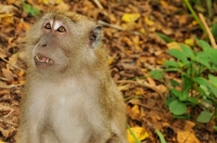 Long-tailed macaque - Kuala Selnagor