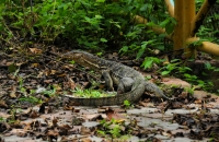 Varan Varanus salvator - Kuala Selangor