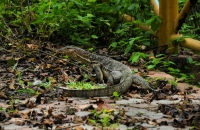 Varanus salvator, Water monitor - Kuala Selangor