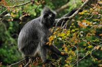 Trachypithecus cristatus - Kuala Selangor