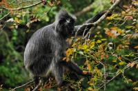 Silvery lutung - Kuala Selangor