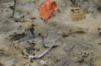 Boleophthalmus boddarti, Blue-spotted Mudskipper - Kuala Selangor