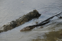 Varanus salvator - Kuala Selangor