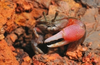 Uca sp., Fiddler crab - Kuala Selangor