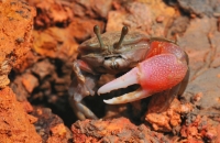 Krab rodu Uca - Kuala Selangor