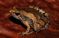 Microhyla fissipes - Kuala Selangor