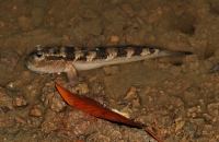 Periophthalmodon schlosseri - Kuala Selangor