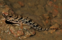 Periophthalmodon schlosseri - Kuala Selangor