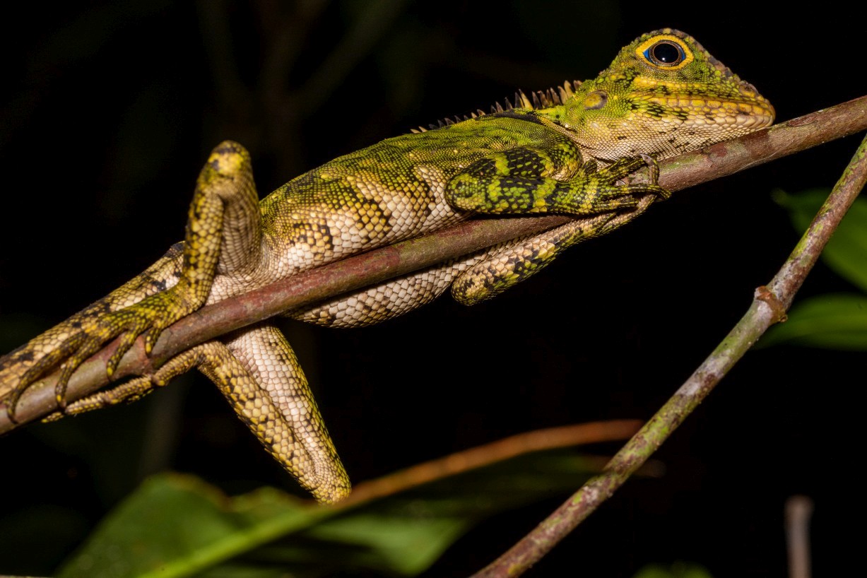 Gonocephalus liogaster, Kampong Segong