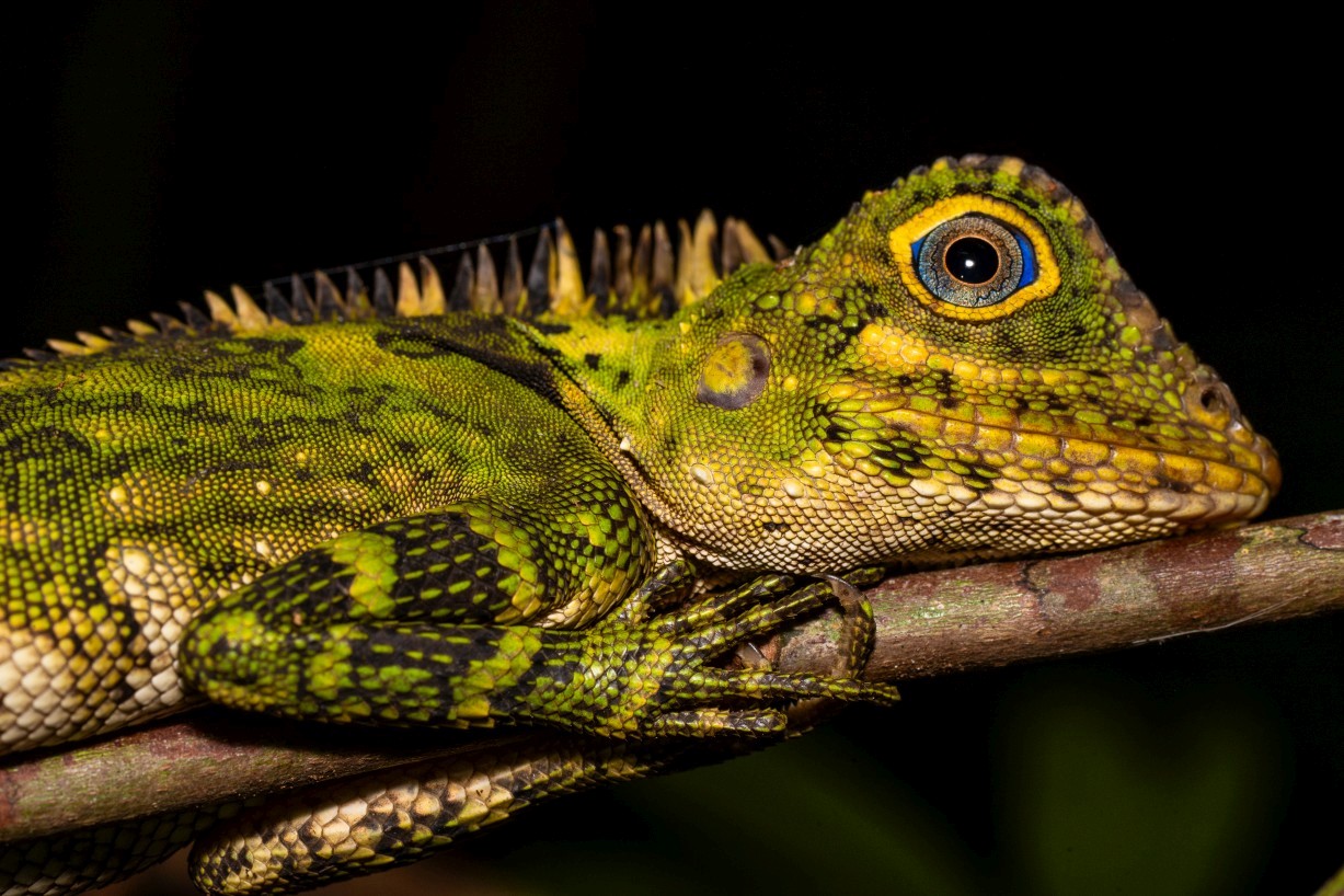 Gonocephalus liogaster, Kampong Segong