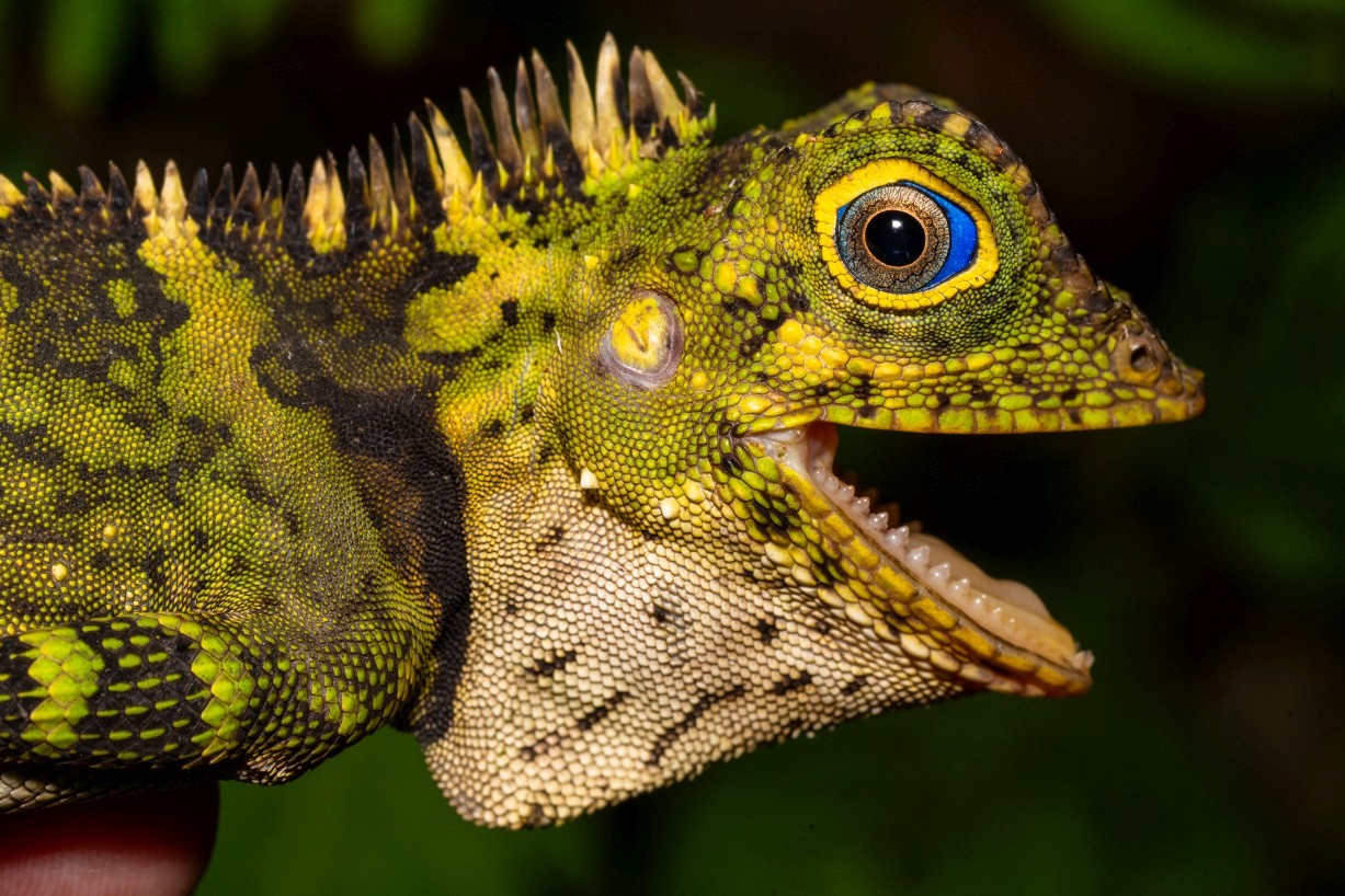 Gonocephalus liogaster, Kampong Segong