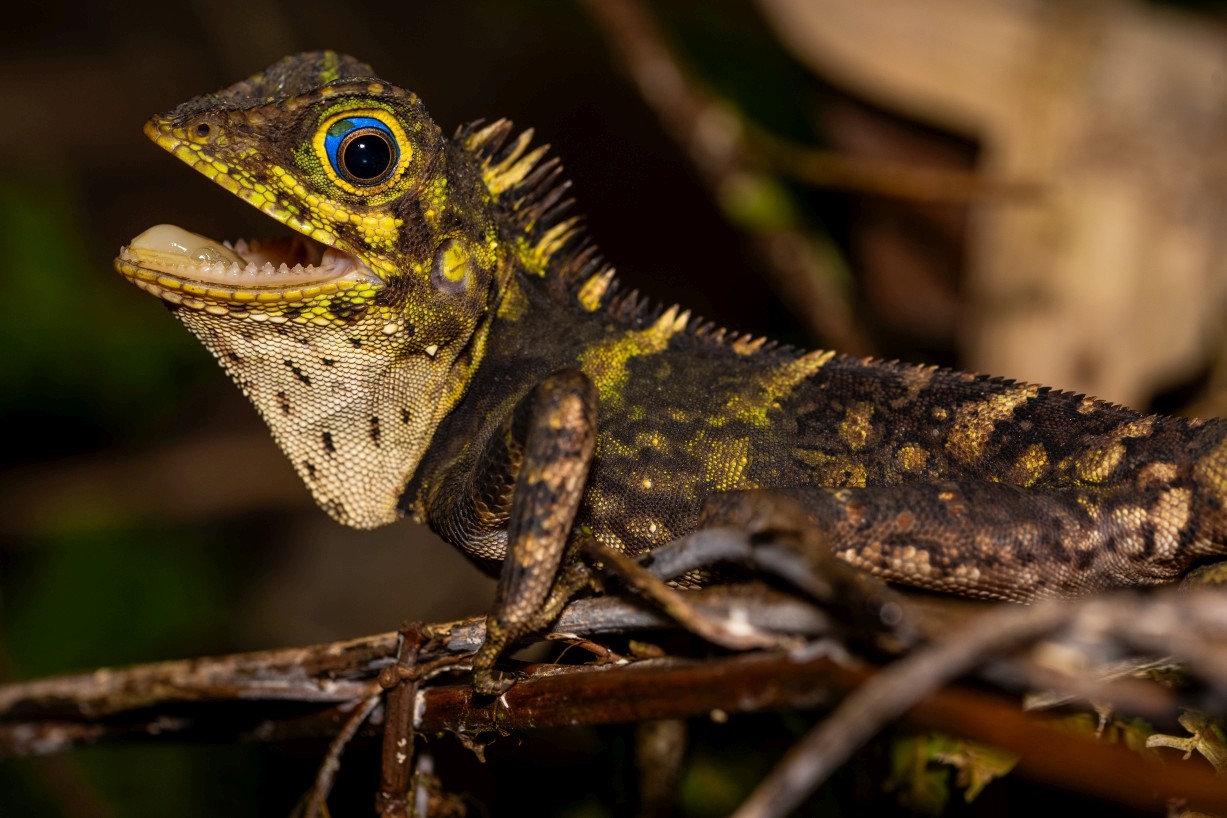 Gonocephalus liogaster, Kampong Segong