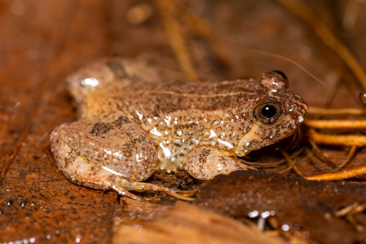 Occidozyga sumatrana, Kampong Segong