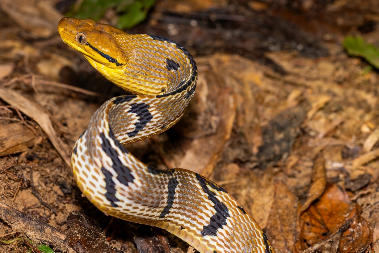 Boiga cynodon, Kampong Segong