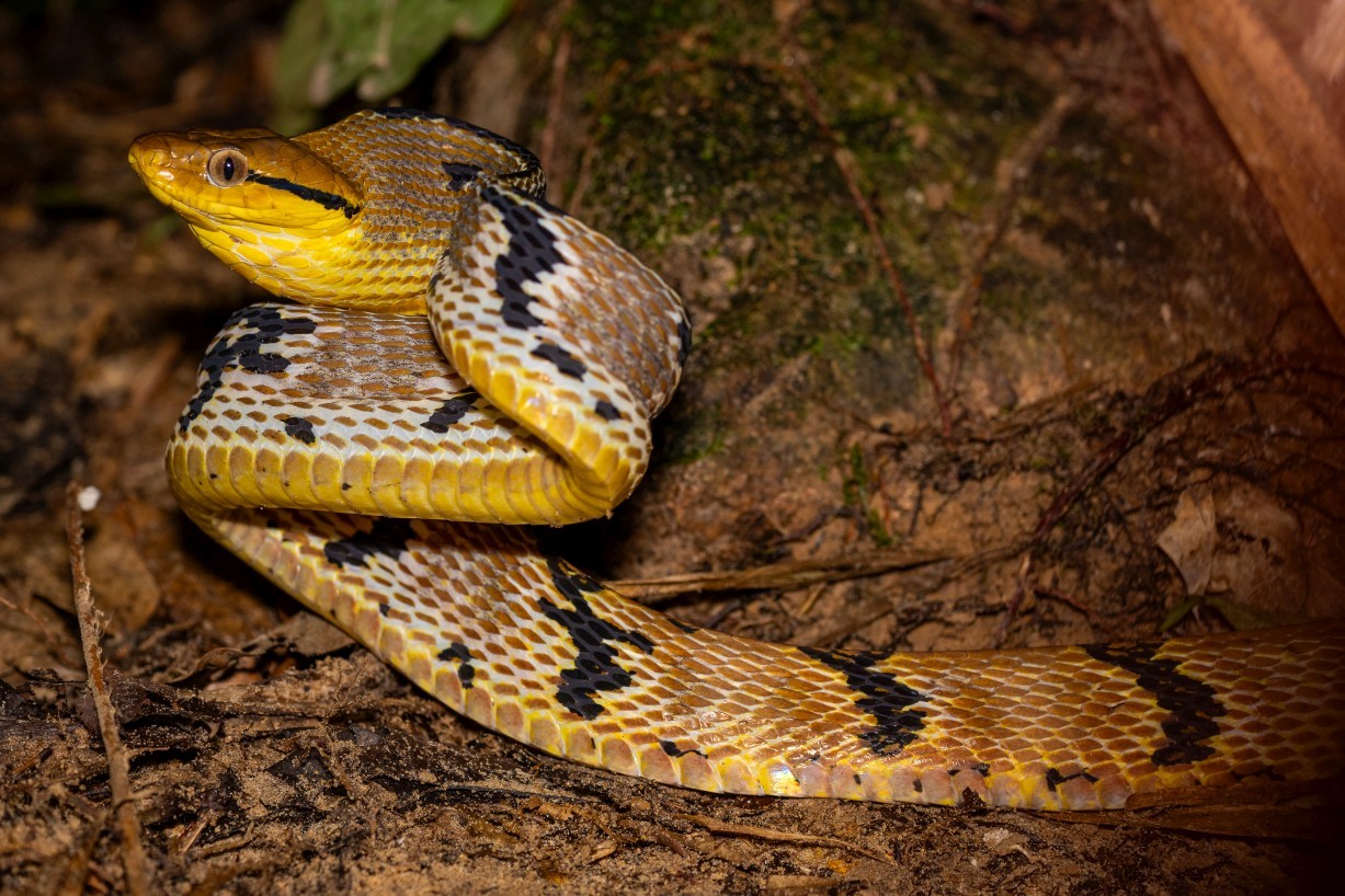 Boiga cynodon, Kampong Segong