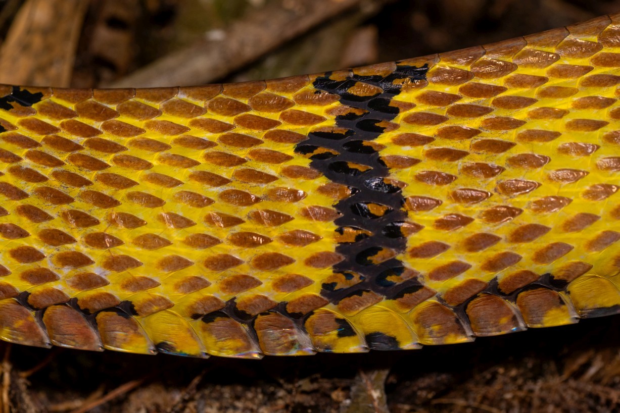 Boiga cynodon, Kampong Segong