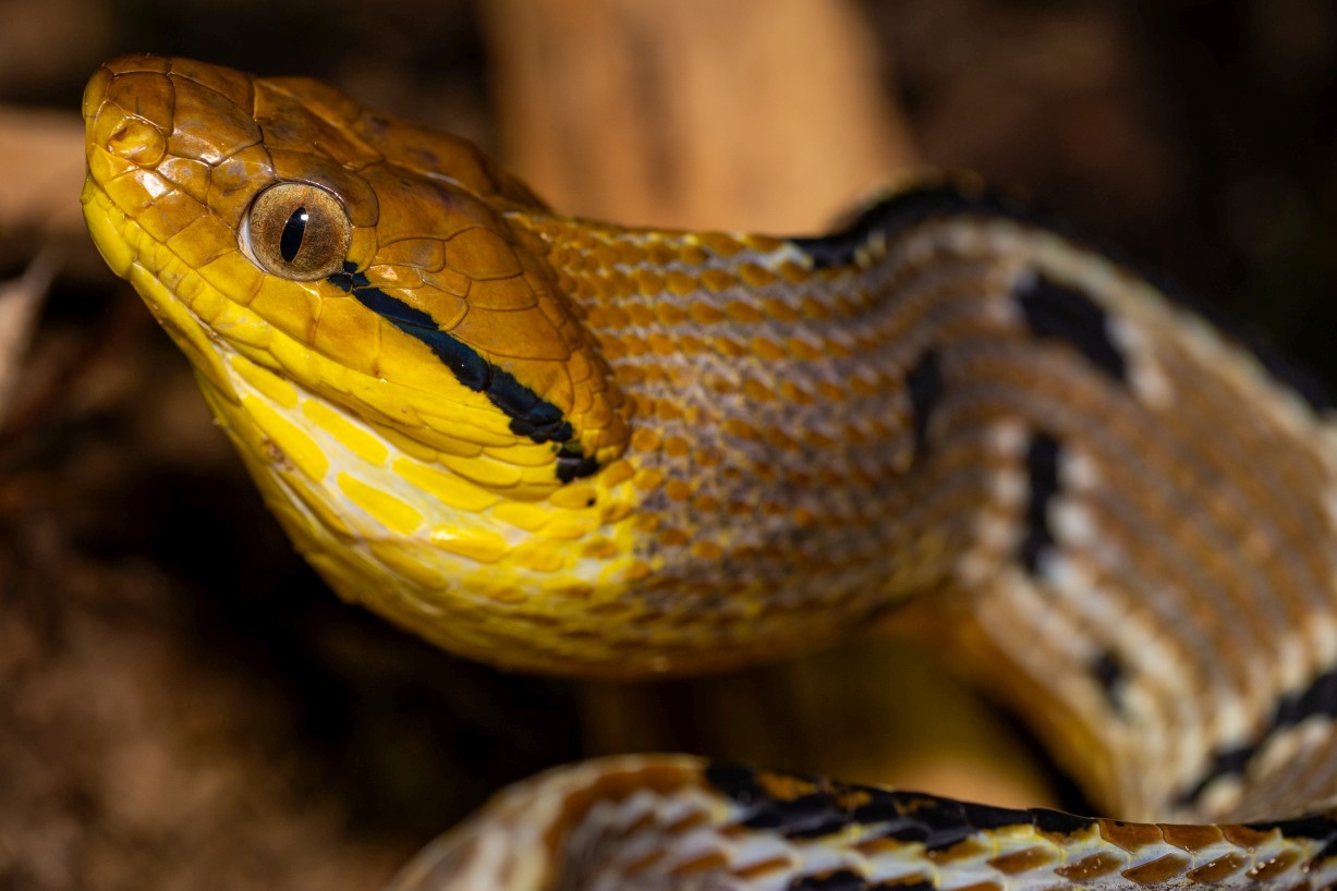 Boiga cynodon, Kampong Segong